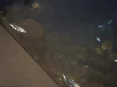 Oxygen isn’t the only gas in water