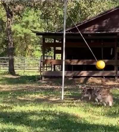 Enjoy your day as much as corgis playing tetherball
