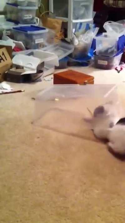 HMC as I catch this red dot [x-post from r/killthecameraman]