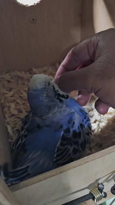 Lavender shows me her eggs. She herself was an egg last year.