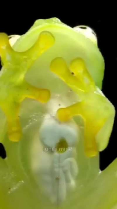 A glass frog with visible organs and a beating heart