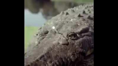 Crooooooooooooopodilre