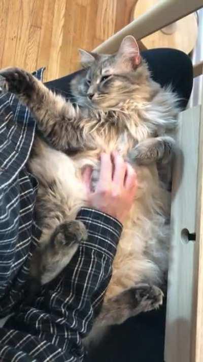 is there anything softer than a floof belly?
