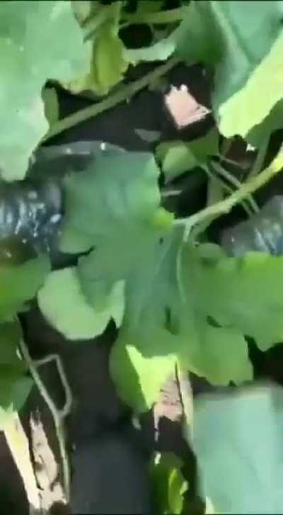 Head shaped vegetables