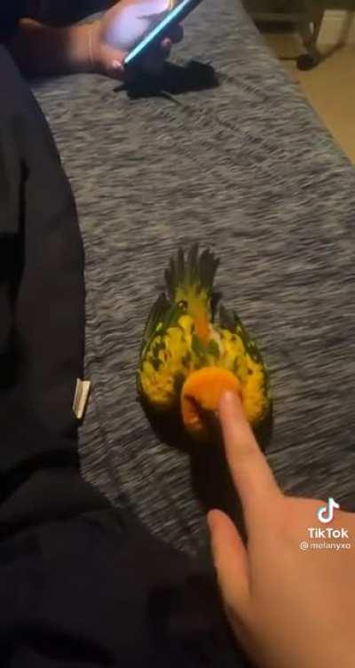 Spreading Birb Love: Day 9