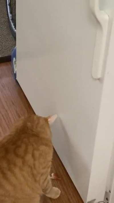 Analyzing the cat butts...