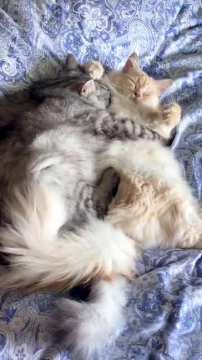 The ol’ snuggle-rassle