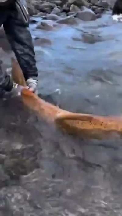 The size of this salmon