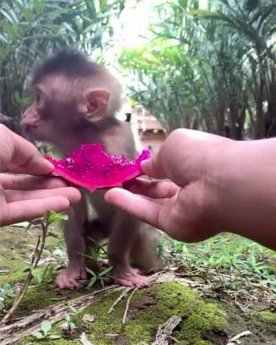 A bite for me, wanna try Enjoy…. you’re very welcome little monkey.