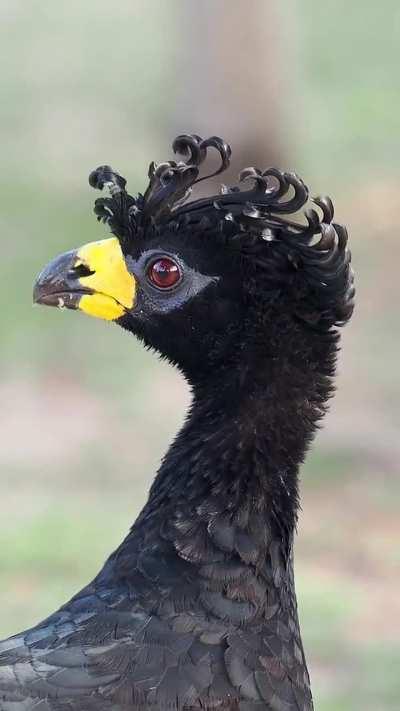 🔥 Bare-faced Curassow