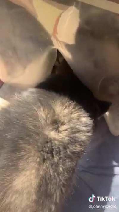 The second husky: 👁👅👁