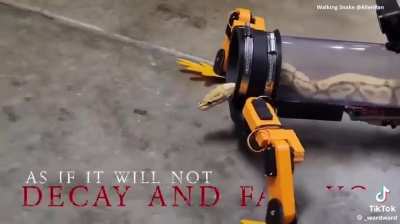 Even in death, I still serve