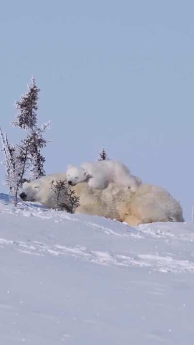 this is what comfortable means ❤️ 🐻‍❄️