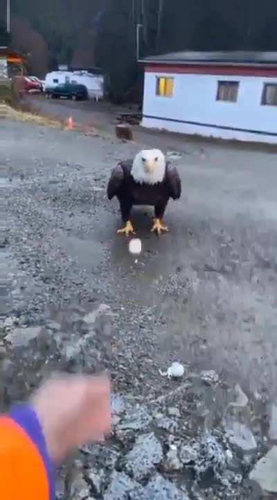🔥Close Encounter With A Bald Eagle