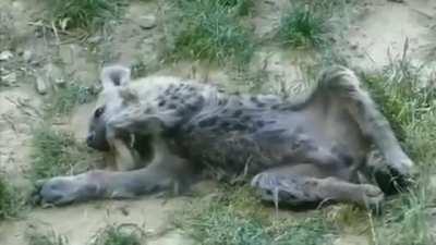 Posting yeens every day until I get to pet one Day 641 yeenbean can't fall asleep