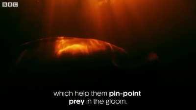 Amazon river dolphins or botos are among the largest freshwater dolphins in the world with adult males reaching 2.5m (8.2ft) in length. Unlike their oceanic dolphin cousins, the cervical vertebrae of these pink river dolphins are not fused, allowing their