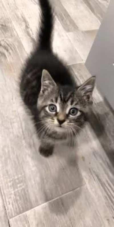 POV: You run out of food so coconut comes for you instead 😳