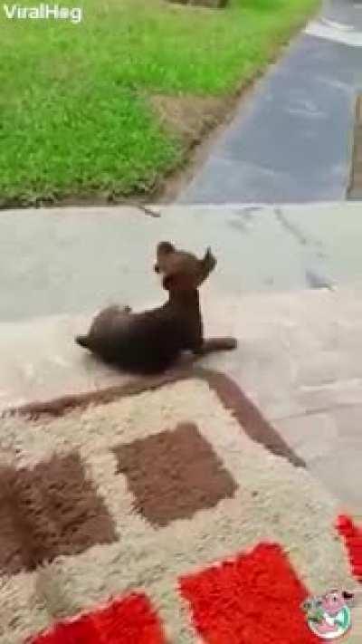 Playtime for two unlikely friends~