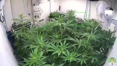 2 month growlapse, 9 DWC reservoirs & 18 plants