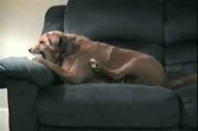 Dog thinks his leg is trying to steal his bone