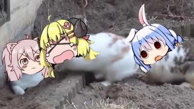 Pekora and Watame vs Botan....... Again