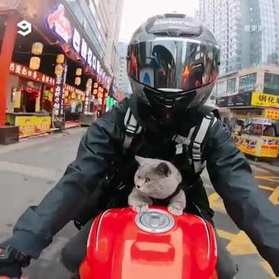 Biking cat, biking cat. Does whatever a biker can