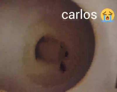 carlos 😢😢😢😭😭😭💅🦗