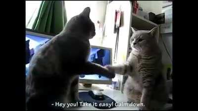 Cats playing like little kids