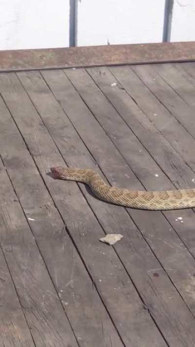 Somehow being dead and decapitated doesn't make this rattlesnake any less scary