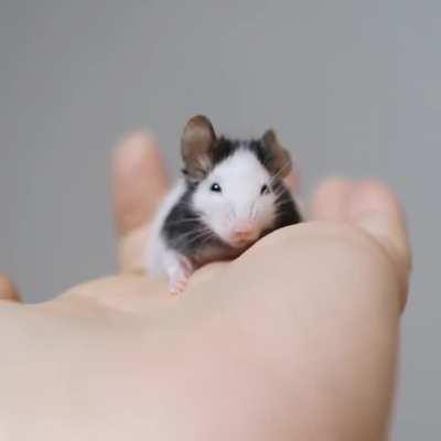 Tiny mouse.