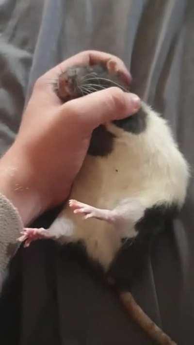 chunky boy is sleepy