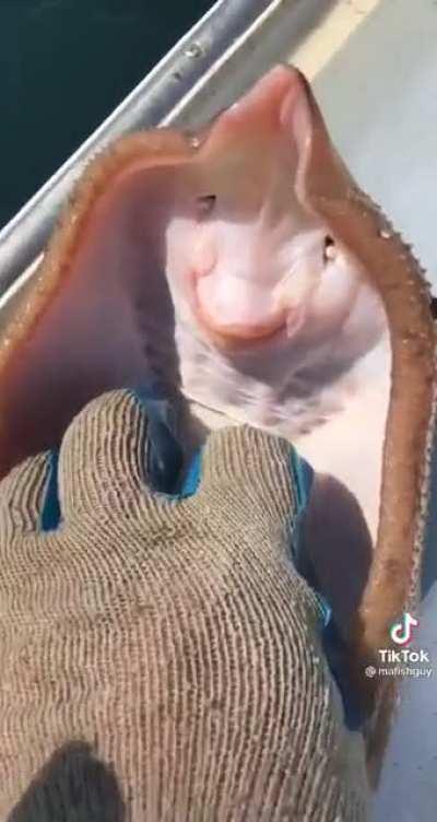 Thanks, I hate ticklish fish