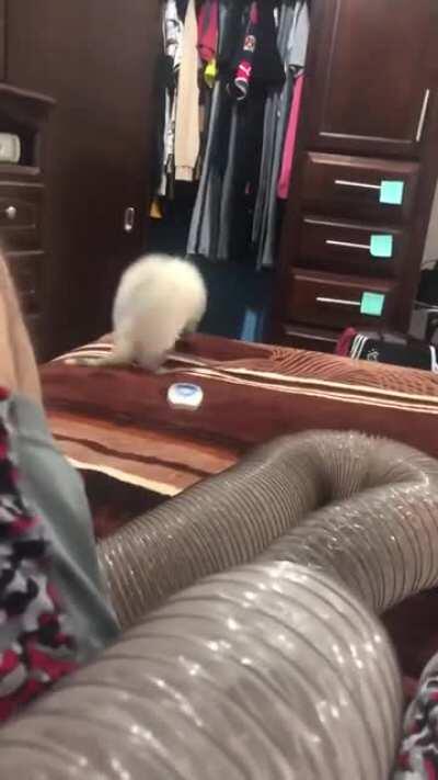 Anyone in the mood for a derping ferret