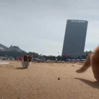 Kitties on the beach 🏖