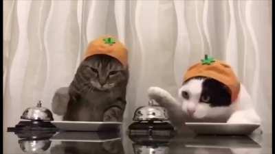 This is a cute kitty cat subreddit now :D