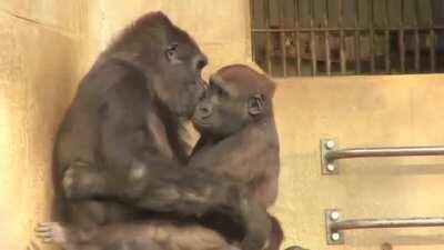 Nene had a kid at a very advanced age and now she's way past the typical life span of a Gorilla, so they have a special bond. Here's her son giving her a hug when she was feeling sick
