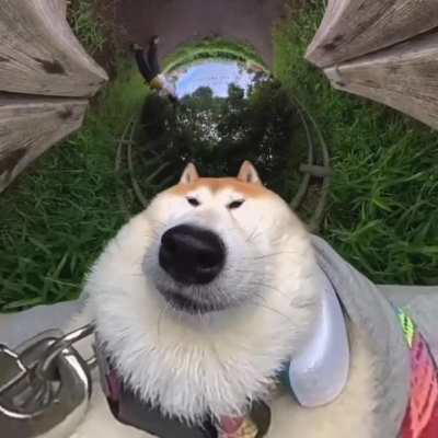 Uh. Wunk at da park.