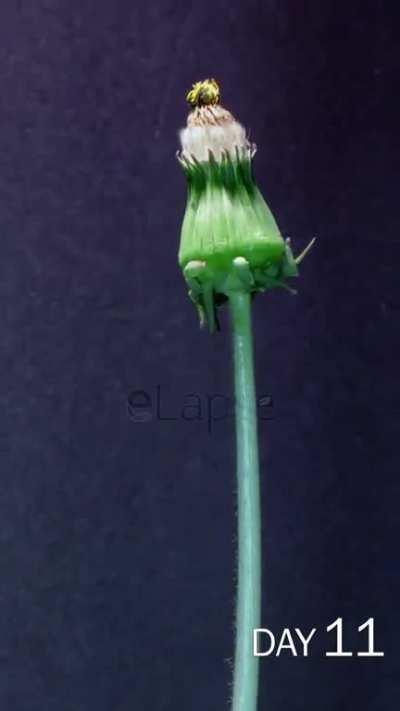 Was amazed to see this dandelion time lapse 