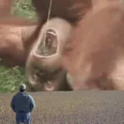 Caralho que porra é essa