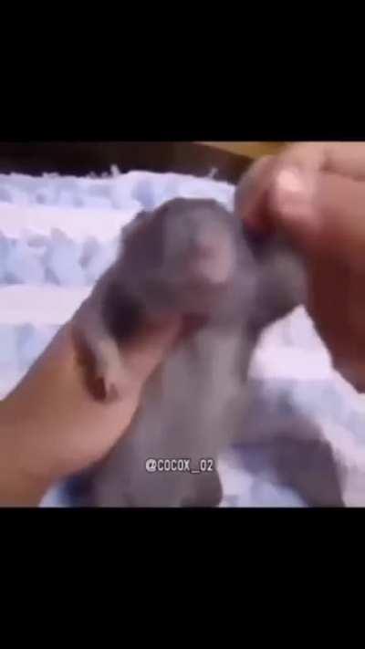 GUIBELREVIEWS - Video #8922