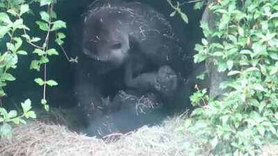 A gorilla mom, meticulously prepping her nest and cozying up with her baby- Gorillas make a new nest to sleep in every night. In the wild the make it out of leaves, in captivity they'll use whatever bedding material they are provided with(usually straw)