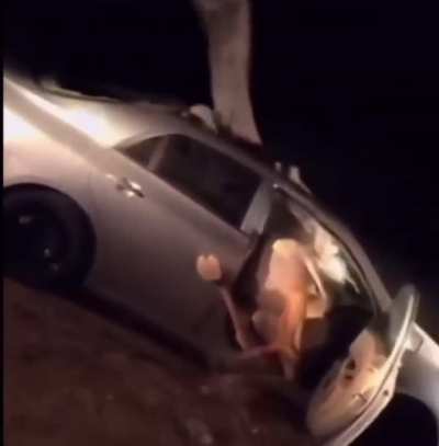 Um 😐 where is this? Philadelphia zoo? Jumanji? Shut it down 🤣🤣🤣🤣