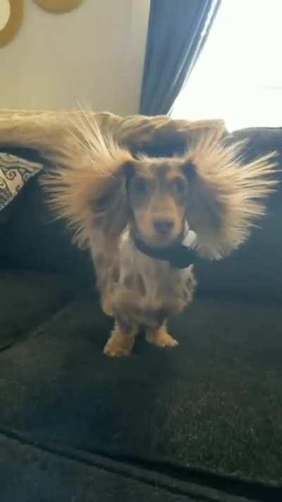 Does something about my appearance amuse you