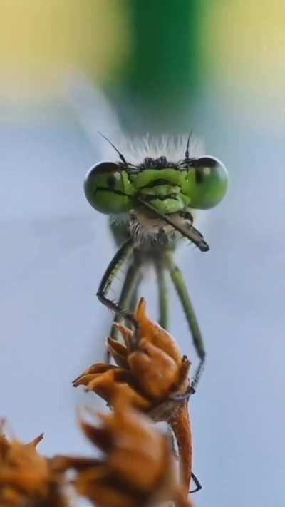 A dragonfly grooming itself 