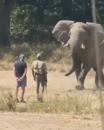 Properly responding to an elephant mock charge
