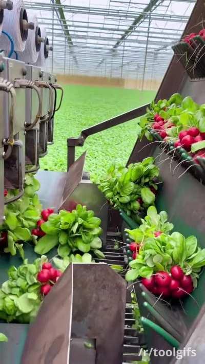 Harvesting and bunching radishes