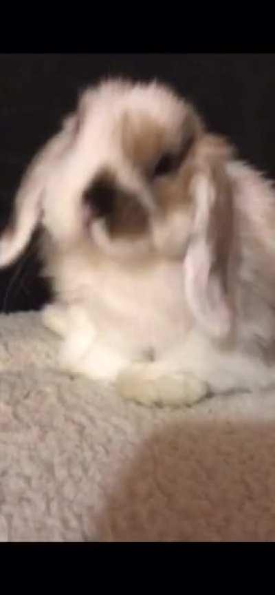 Pippin’s little tongue