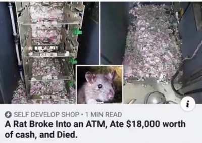 <That rat was a hero>