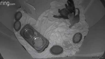 One of our kittens threw up for the first time.