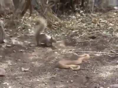 squirrel rattles snake
